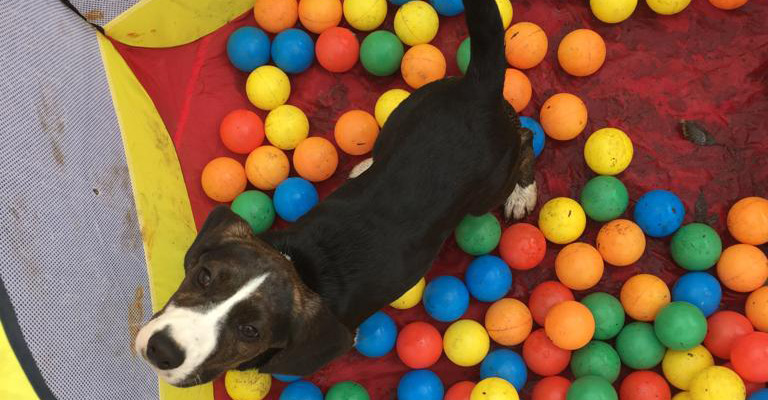 Hundeschule und Welpenschule Dortmund - Welpenkurse & Erziehungskurse